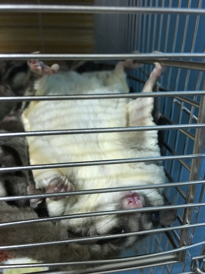 sugar glider 蜜袋鼯