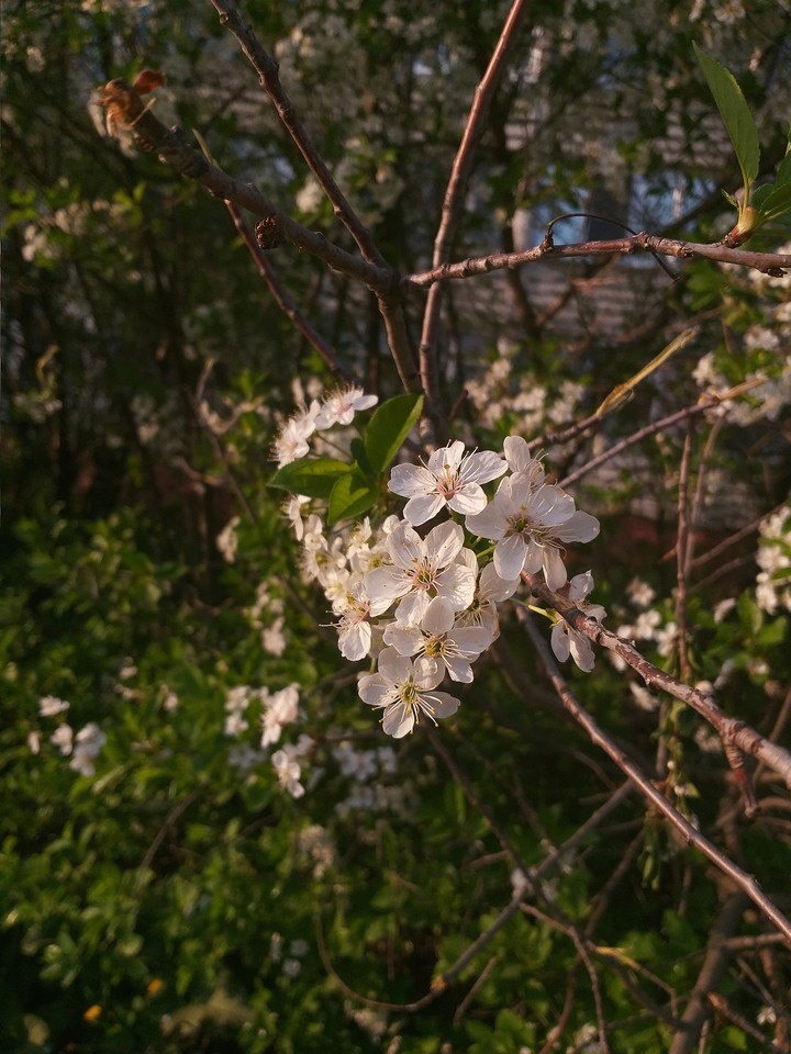 Near summer
