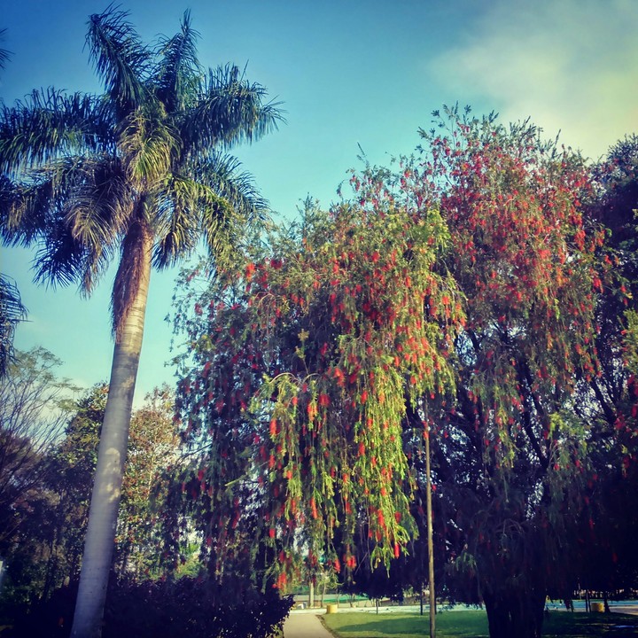 dia de parque