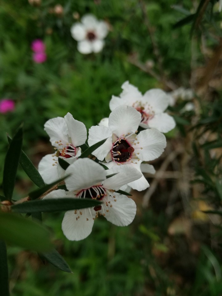 Manuka flowers