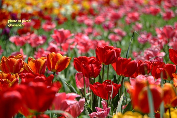 Copse Flower