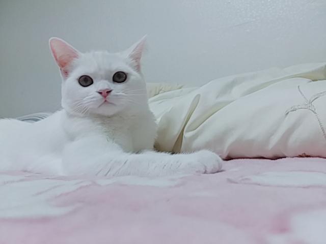 냥냣