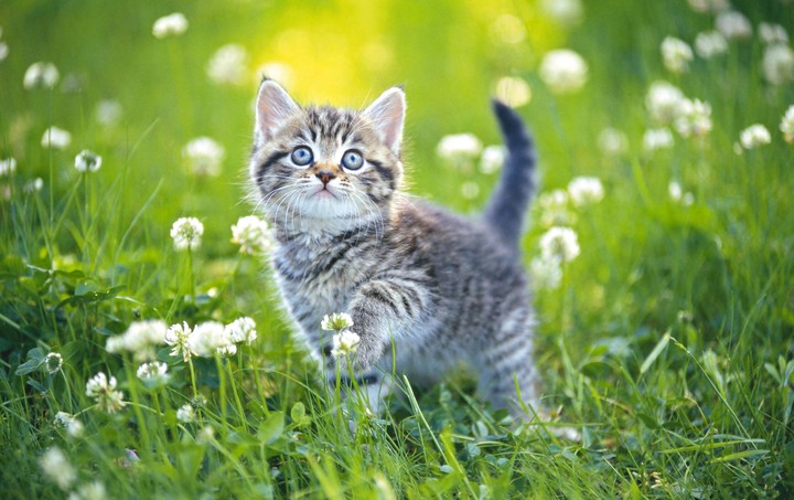 котенок