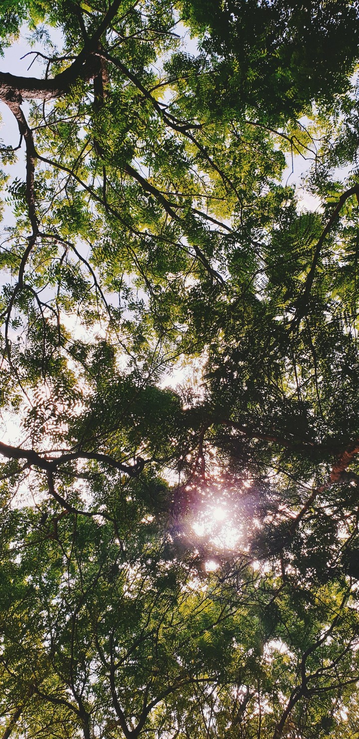 neem trees