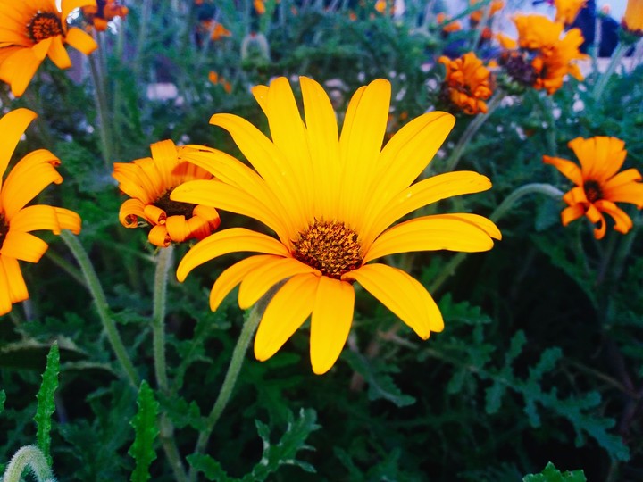 flower