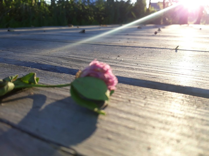 Clover
