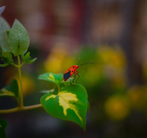 Love insect