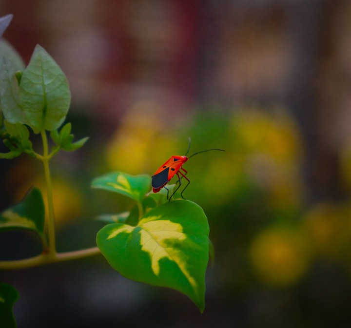 Love insect