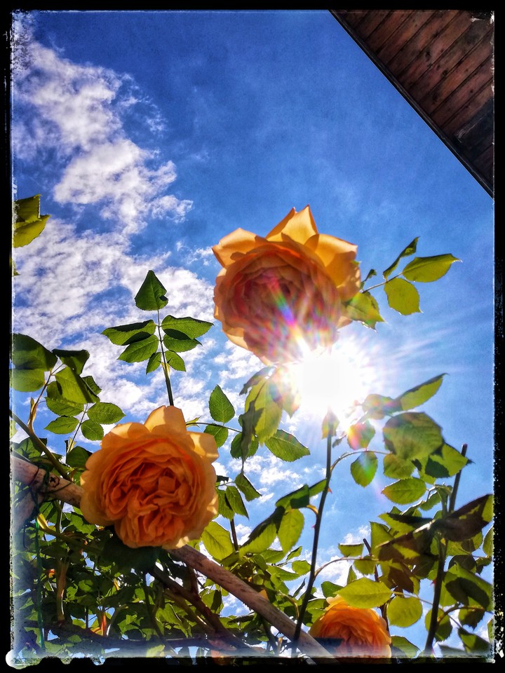 Roses