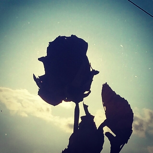 rose