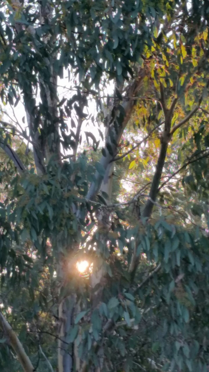eucalypt sunset