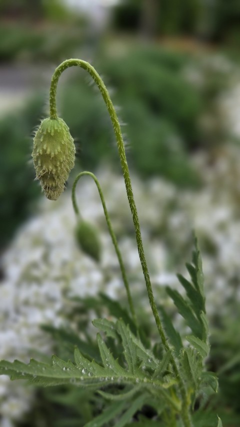 sfondi wildflower, tanacetum