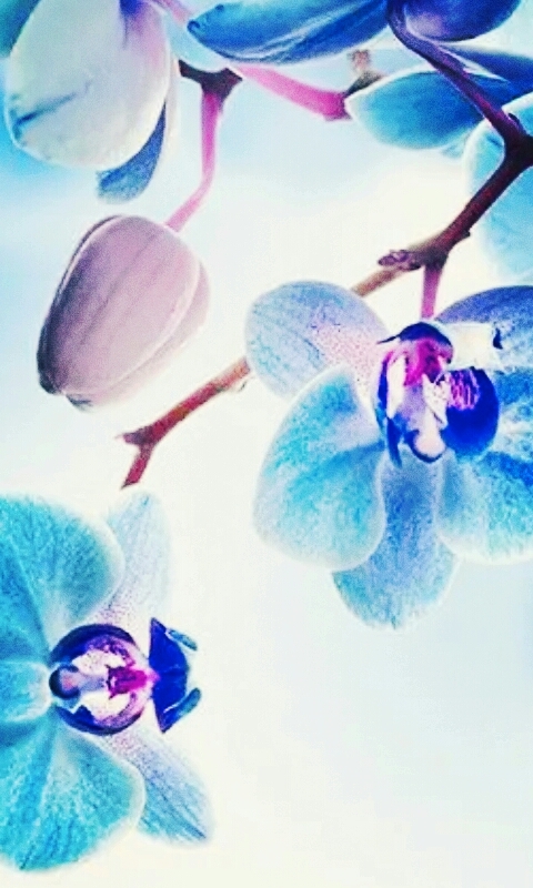 flor azul