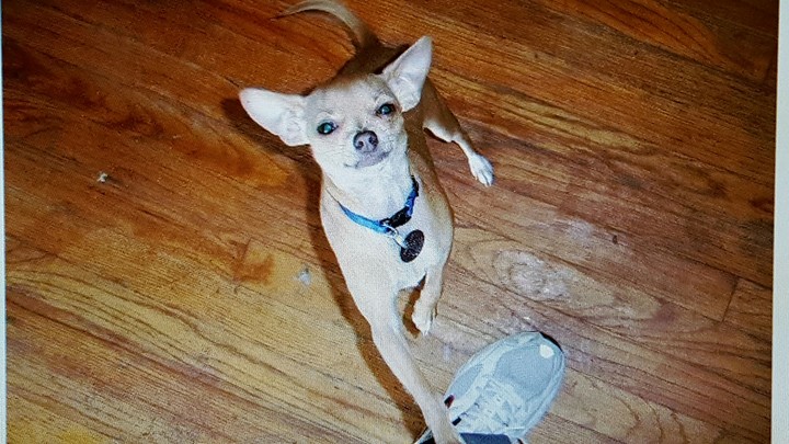 Little grinner
