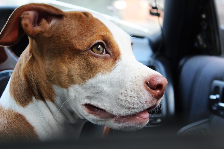 pitbull