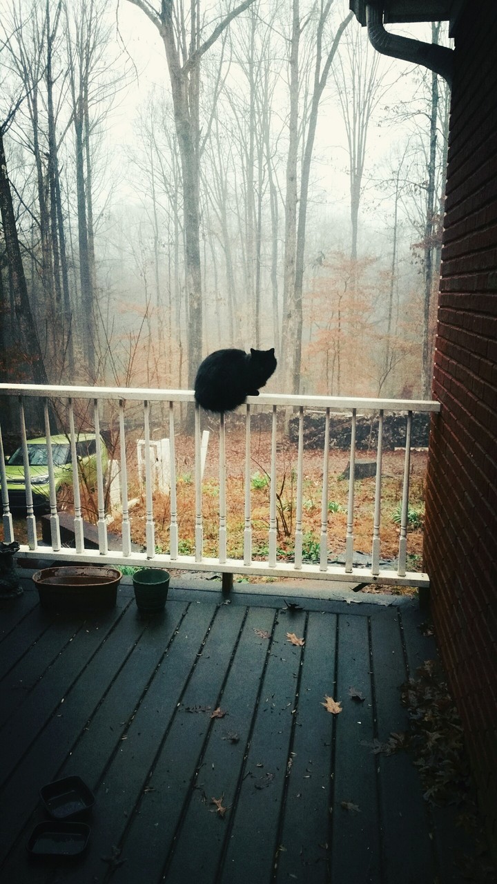 ominous black cat