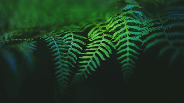 Leaf