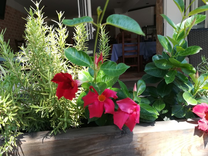 flower