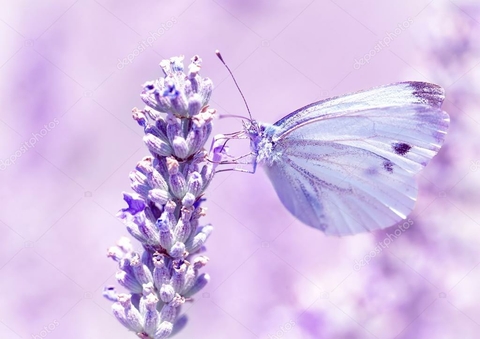 papéis de parede flower, pollinator