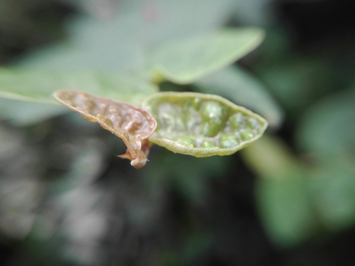 close-up look at small leaves