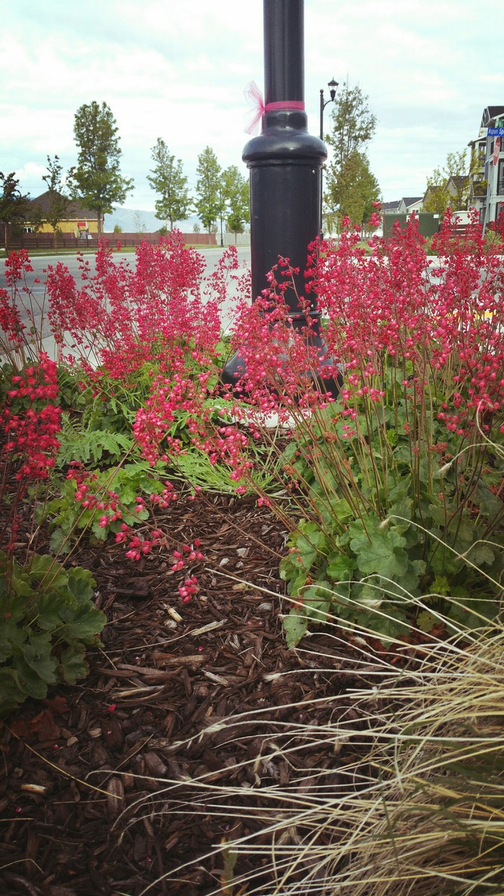 Flower's