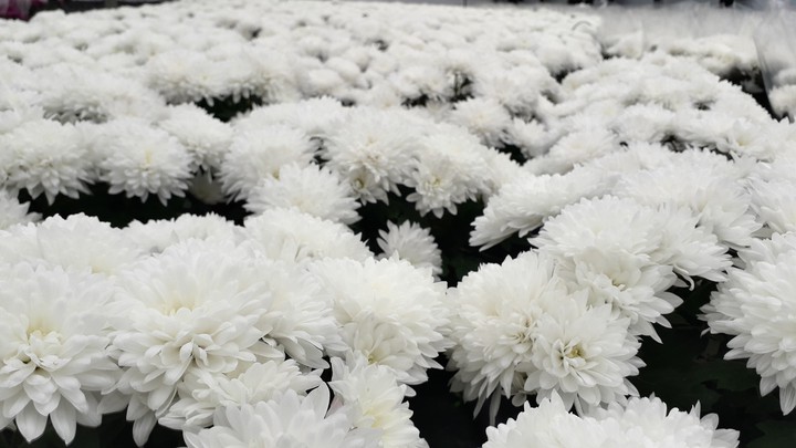 white horizon