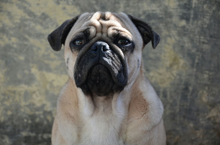 mylo