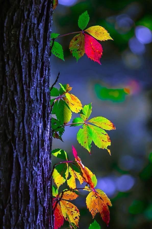 colour ful