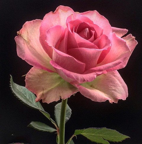 růže ❤️Roses