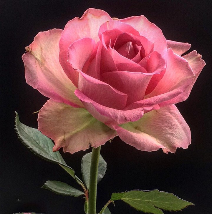 růže ❤️Roses