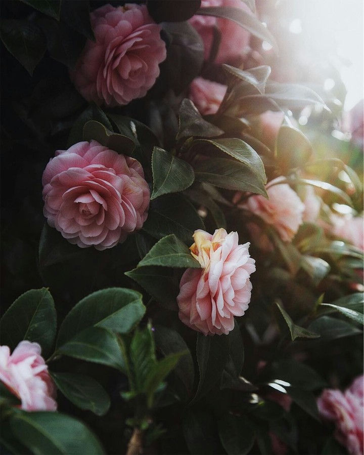 Flowers ❤