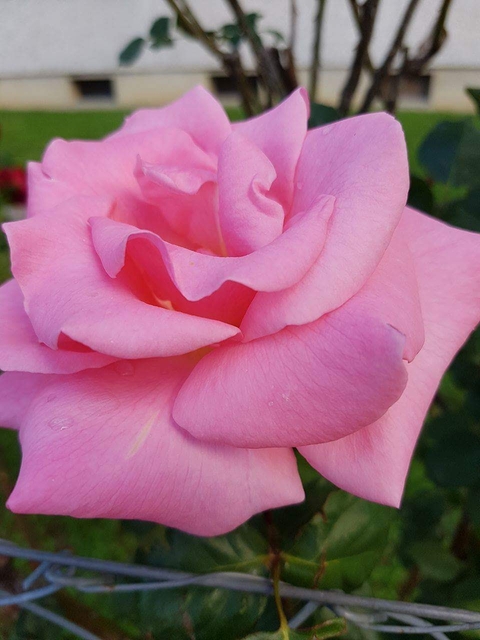 amours des fleurs