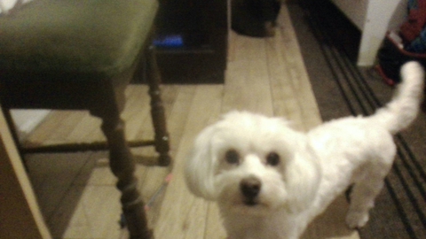 My bff's dog
