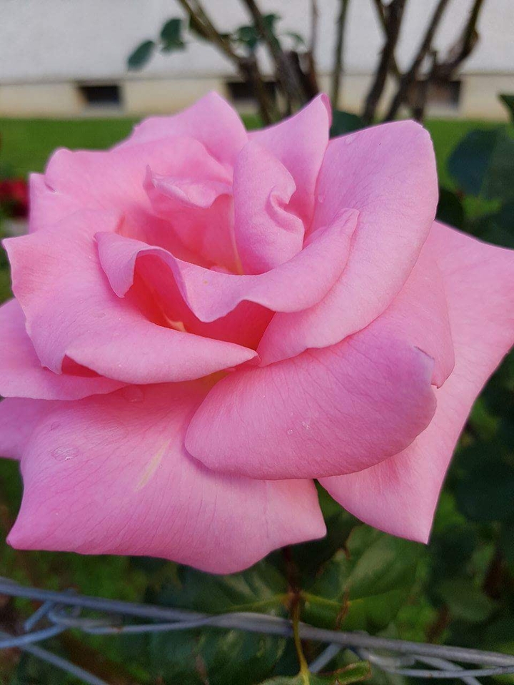amours des fleurs
