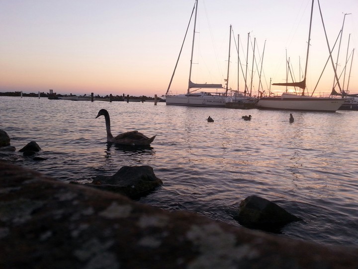 Swan