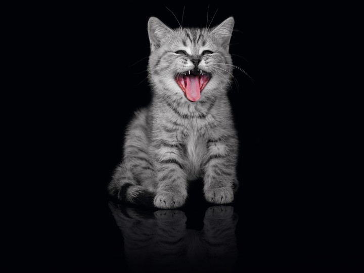Kitten