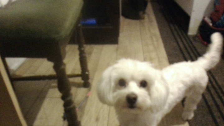 My bff's dog