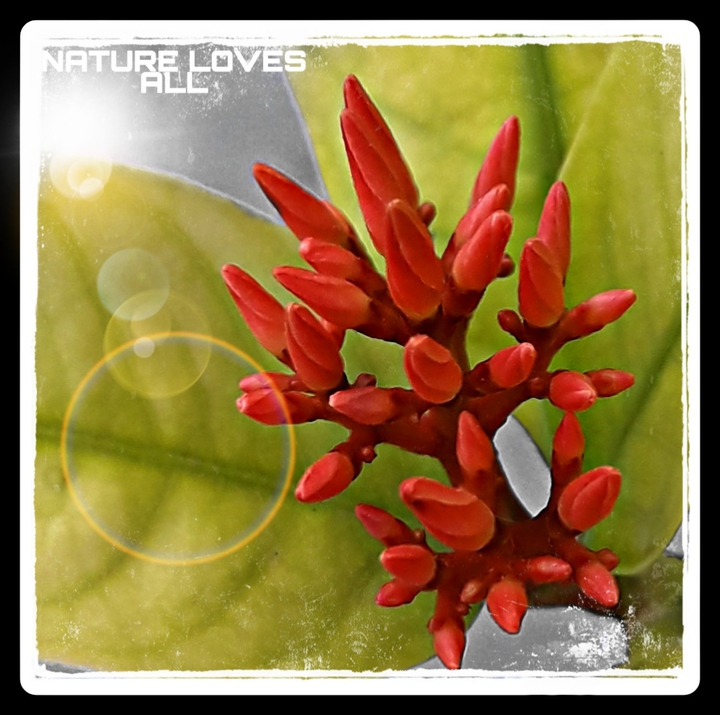nature love