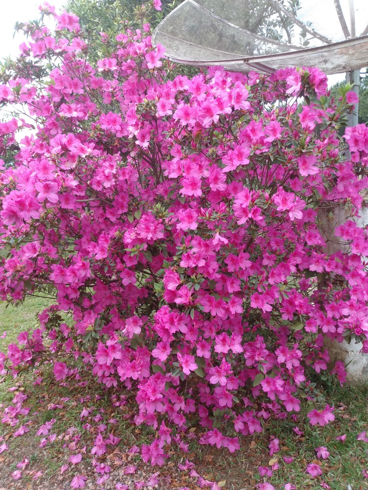 #flores #azaléias #florrosa