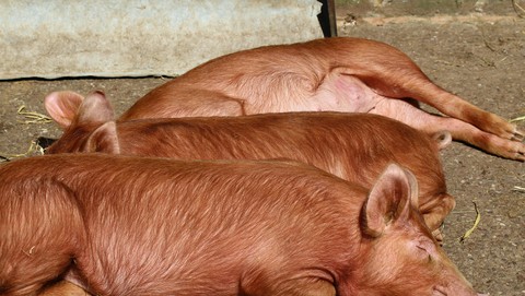 sleeping pigs!