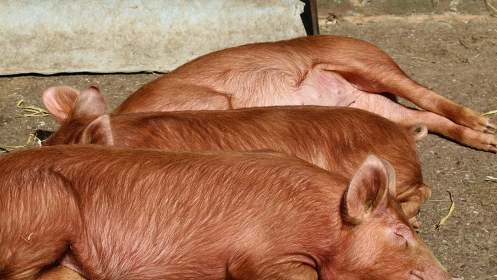 sleeping pigs!