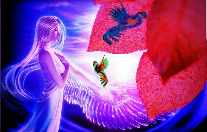 the fairy and he phoenixs