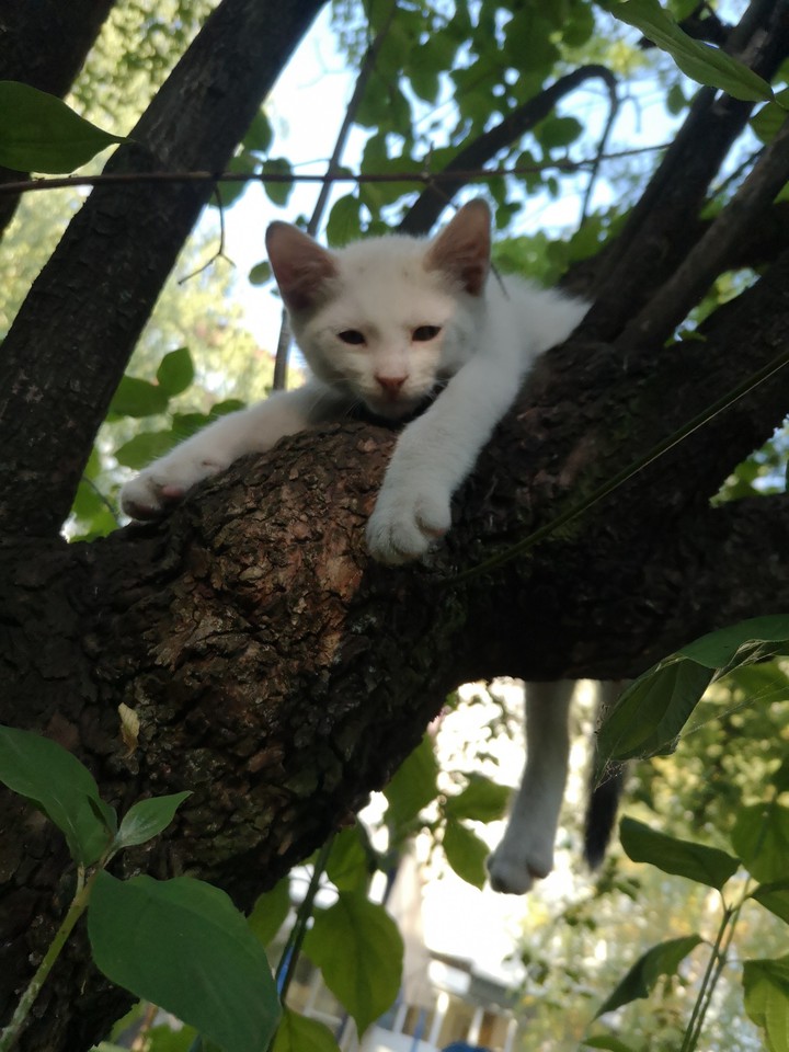 Cat on the tree