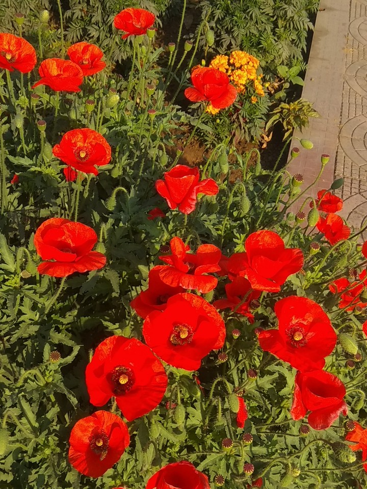 flowers