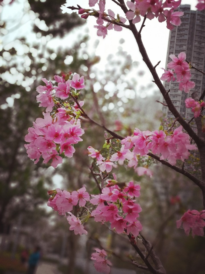 Sakura