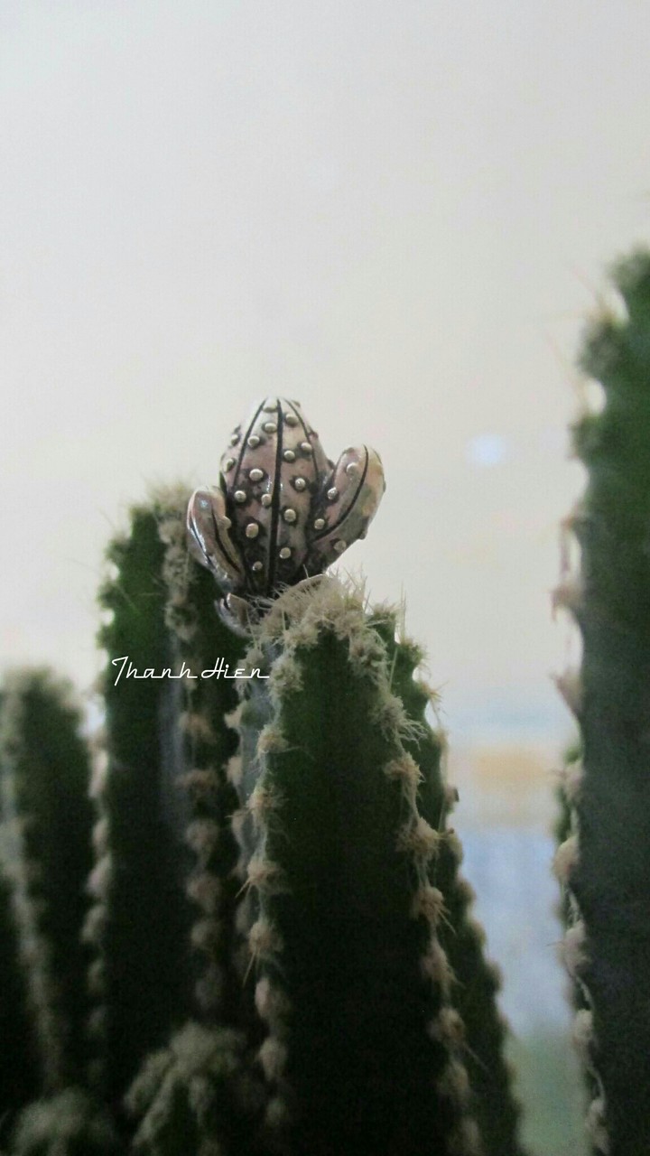 My cactus