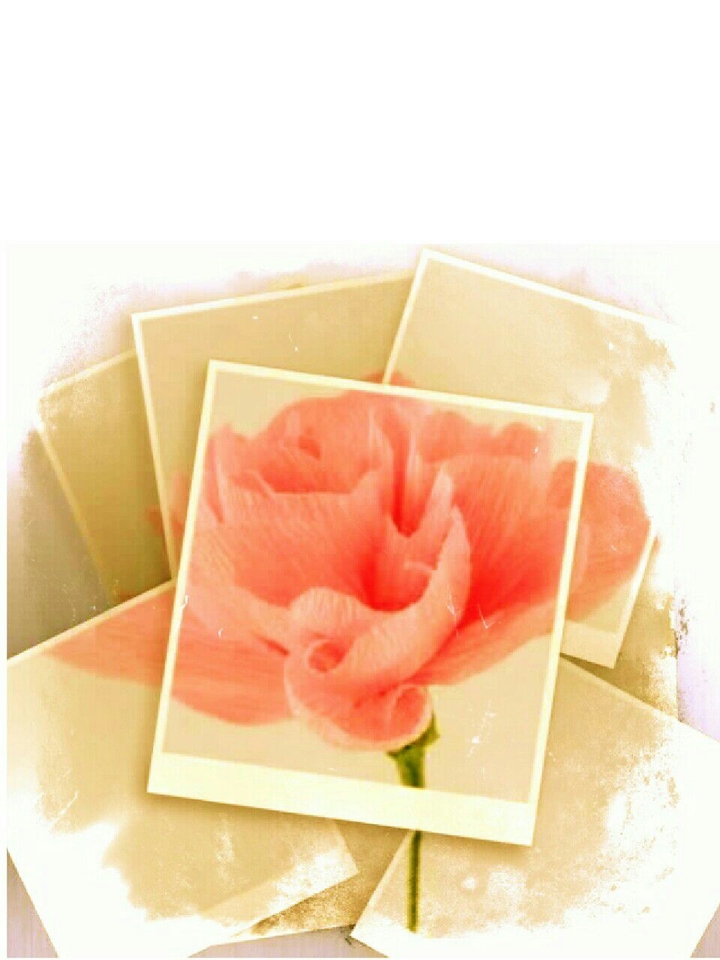 Scattered Rose