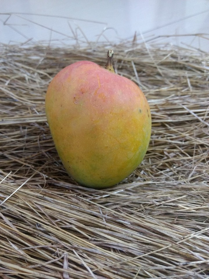 Devgad hapus mango