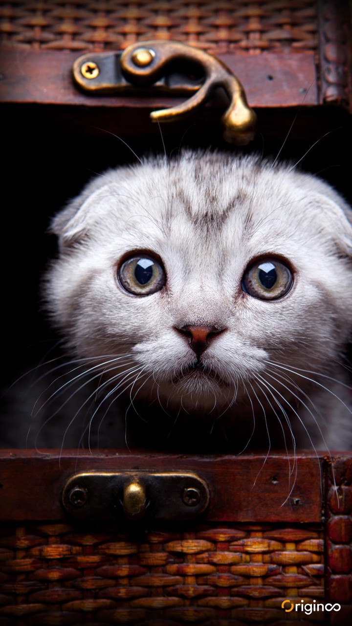 kitten