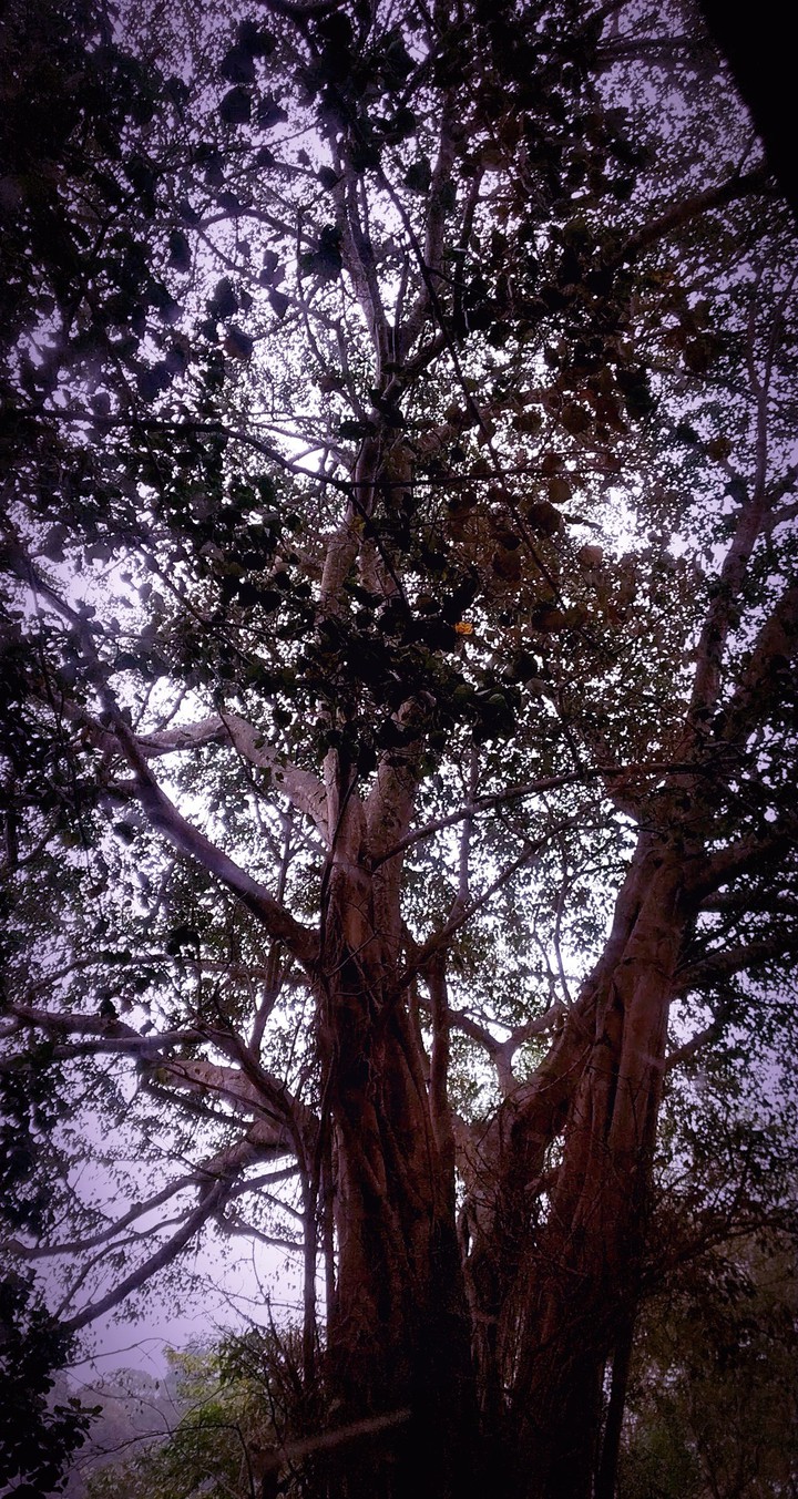 Entangled